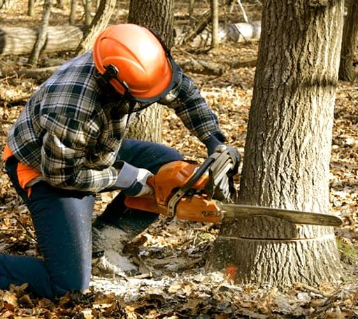 Tree Removal in Burneyville, OK